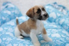 Jack Russel s PP �t���tka