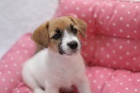 Jack Russel s PP �t���tka