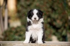�t���tko Border kolie (collie) na prodej!