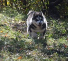 Siberian husky