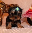 Yorkshire teri�r p�ipraven