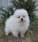 Pomeranian �t��ata S PP