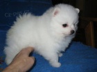 Cute Pomeranian �t��ata na V�noce.