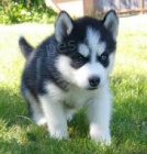 �t�n� Sibi�sk� husky pro p�ijet�.