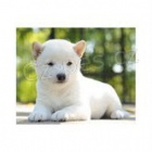 Roztomil� a hezk� �t��ata Shiba Inu