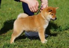Registrovan� �t���tko Shiba Inu pro p�ijet�