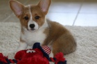 Loaj�ln� a zdrav� �t��ata Corgi