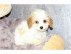 �t��ata Cavapoo pro p�ijet�