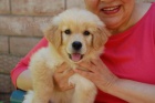 Golden Retriever �t��ata na prodej