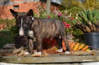 �t���tka Miniaturn� Bull Terrier
