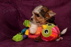York��rsk� terrier s PP