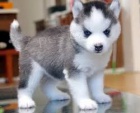 �istokrevn� plnokruhov� sibi�sk� husky