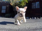 Kvalitn� AKC Francouzsk� buldo�ek Puppy zdarma!