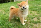 �t��ata Akc Shiba Inu pro adopci