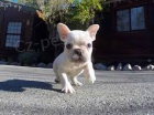 Ohromuj�c� vr�ek N�dhern� AKC Reg French Bulldog Puppies