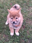 shiba inu �t��ata pro v�no�n�