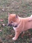 shiba inu �t��ata pro v�no�n�