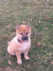 shiba inu �t��ata pro v�no�n�