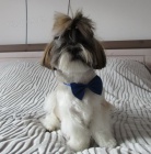 Nab�z�m Shih-tzu pejska s PP na kryt�
