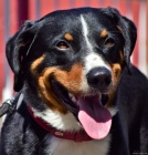 �t���tka Appenzellsk� sala�nick�  pes