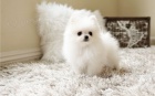 Nm. pic pomeranian