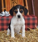 Hrav� �t��ata beagle