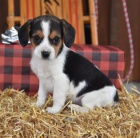 Hrav� �t��ata beagle