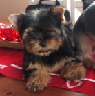 Jork��rsk� terier fene�ky s PP