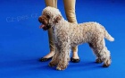 Lagotto Romagnolo