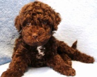 Lagotto Romagnolo