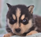 Rodinn� zvednut� sibi�sk� husky �t���tka