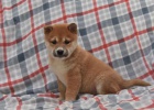 Rozko�n� �t���tka Shiba Inu