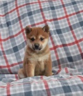 Rozko�n� �t���tka Shiba Inu