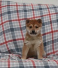 Rozko�n� �t���tka Shiba Inu