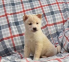 Rozko�n� �t���tka Shiba Inu