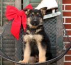 Pohledn� �t���tka n�meck�ho ov��ka