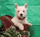 mazl��kov� z�padn� vrchov� b�l� teri��i �t��ata