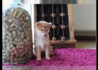 Shiba Inu �t��ata