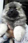 N�meck� �pic vl�� / Keeshond