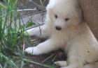zdrav� Samoyed �t��ata,