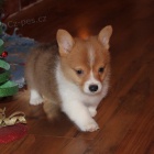 �t���tka Pembroke Welsh Corgi s PP,