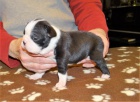 �t��ata Boston Terrier s PP,