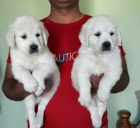 Zlat� retr�ever �t��ata