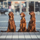 irsk� setr �t��ata