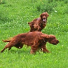 irsk� setr �t��ata