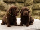 Labradorsk� retr�vr- hn�d� a �ern� �t�n�tka s PP