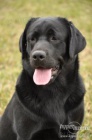 Labradorsk� retr�vr- hn�d� a �ern� �t�n�tka s PP