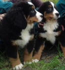 �t��ata bernsk�ho sala�nick�ho psa