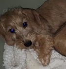 Jezev��k drsnosrst� trpasli�� s PP