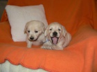Golden retriever s PP - �t��ata /zlat� retr�vr/
